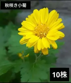 小菊　10株　冬至芽　挿し木苗　花　秋咲き　黄