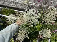 和ハーブ　当帰草　種　30粒