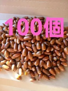 どんぐり　マテバシイ　100個