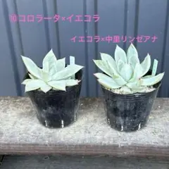 2026年最新】リンゼアナ 中里の人気アイテム - メルカリ