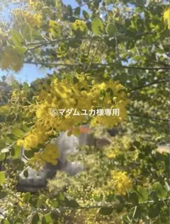 ⓹マダムユカ様専用　ミモザ　パールアカシア　予約販売　80サイズ