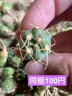 海王丸のサムネイル