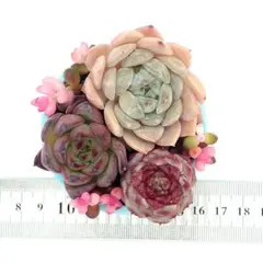 エケベリア 多肉植物 寄せ植えセット M01 抜き苗 韓国苗 多肉弁当