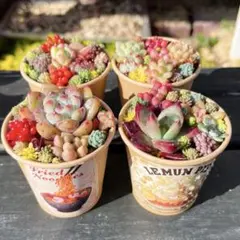 61 多肉植物の小さな寄せ植え☆そのまま飾れる☆4コセット☆期間限定・速達