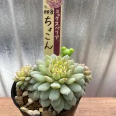 ★ゆきん★プロフ必読♪★様 リクエスト 2点 まとめ商品