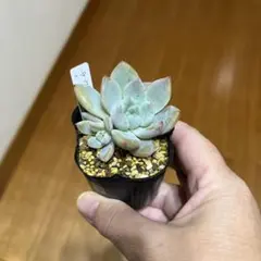 2025年最新】ラウリンゼの人気アイテム - メルカリ