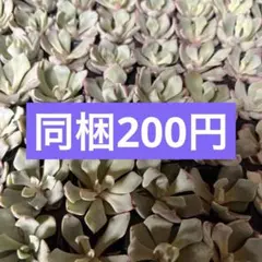 ニア様 リクエスト 5点 まとめ商品