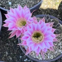 花サボテン 子株 カキコ - メルカリ