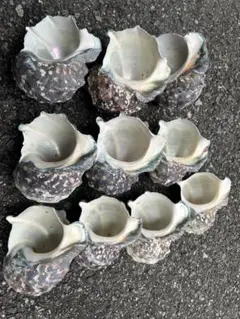 「虫喰い等訳アリ」沖縄県産夜光貝　10個セット 虫喰い等訳アリ」沖縄県産夜光貝 10個セット - メルカリ