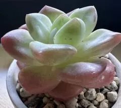 な*ち様 No.x65新入荷　キリバナエケベリア　多肉植物撮影10月4日