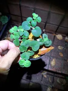 山野草　オニコナスビ　特定希少のサムネイル