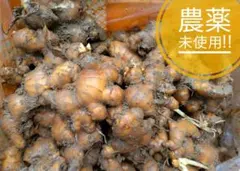 農薬不使用 ひね生姜 4kg 小さめ - メルカリ