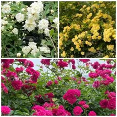 やま様 専用（リクエスト 2点 まとめ商品）