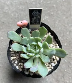 2025年最新】優木園の人気アイテム - メルカリ