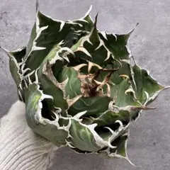 2025年最新】アガベ高級株の人気アイテム - メルカリ