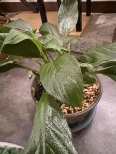 スパティフィラム ピカソ SPATHIPHYLLUM cv. `PICASSO` - メルカリ