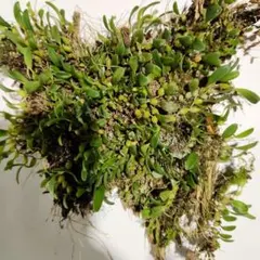 ムギラン 麦蘭 山野草 ガーデニング 観葉植物 富貴蘭 風蘭 フウラン