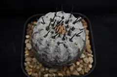 2025年最新】孤竜丸の人気アイテム - メルカリ