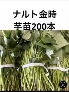 千葉県産シルクスイート苗200本送料込み 千葉県産 シルクスイート芋苗 200本 送料込み - メルカリ