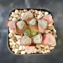 ハオルチア 紅葉紫晃の光錦 抜き苗発送