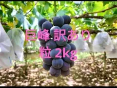 【訳あり品】種なし巨峰 粒 約2kg （粒のみの量）のサムネイル
