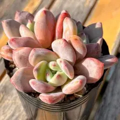 2026年最新】アリエル 多肉の人気アイテム - メルカリ