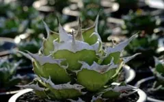 2026年最新】蠻牛の人気アイテム - メルカリ