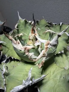 2025年最新】オアハカ現地球の人気アイテム - メルカリ