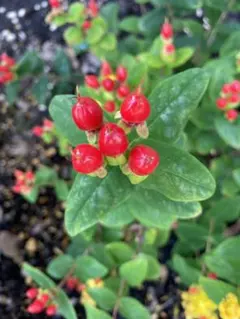 ヒペリカム♥根付き苗 ヒペリカム♥根付き苗 楽天市場】ヒペリカム 3号苗 : 千草園芸