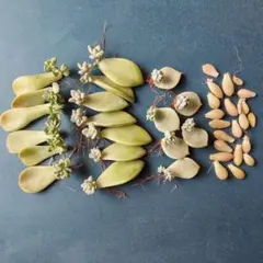 つるもも様 リクエスト 2点 まとめ商品