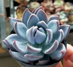 ブルーバニラ 札のみ ミックスベリア おらいさん苗 多肉植物 - メルカリ