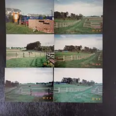 イナリワンとダイタクヘリオス 1994年 牧場の風景写真