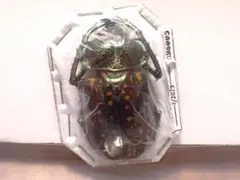 ベトナム産 ヤンソニーテナガコガネ 標本 - メルカリ