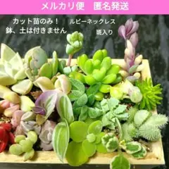 ☘️多肉弁当　寄せ植えセット　限定1　植物/多肉植物　カット苗 メルカリ便発送