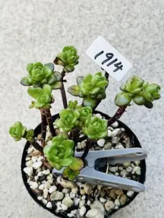 リトルフォックス アエオニウム 群生 多肉植物 - メルカリ