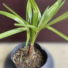 くまのみ様 リクエスト 2点 まとめ商品