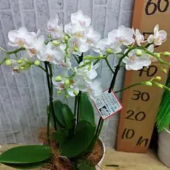 胡蝶蘭 ミディ ママドール 6号鉢 4本立て 花付き抜群 写真現物 極上品