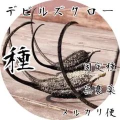 デビルズクローの種　【固定種】【無消毒】　メルカリ便で届くの種②