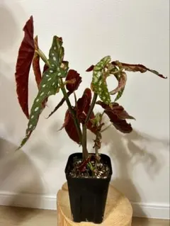 Begonia Maculataベゴニア マクラータ 斑入メルカリ便 - メルカリ