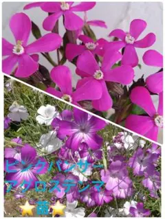 2025年最新】苗の人気アイテム - メルカリ