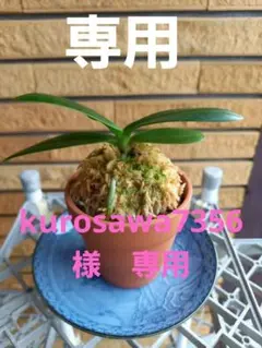 【 名護蘭 】希少品‼️赤花名護蘭縞　 229 名護蘭 】希少品‼️赤花名護蘭縞 229 Phalaenopsis japonica