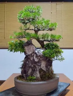 ‼️石付き黒松盆栽‼️迫力ある一品‼️引き取り限定品です。‼️ 石付き黒松盆栽‼️迫力ある一品‼️引き取り限定品です。‼️ - メルカリ