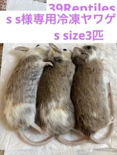 s s様専用　冷凍ヤワゲs size3匹
