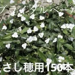 開花中 オンファロデス5苗＋これから苗5苗☘️ ❤抜き苗❤ 無農薬
