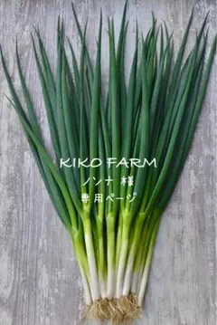 〝ノンナ様〟専用ページ:*:・(*´ω`pYq゛