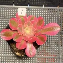 97#観葉植物アエオニウム錦❤️サラダボール中斑錦❤️韶華❤️1大頭
