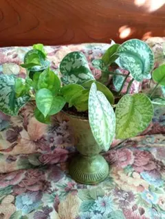 2026年最新】scindapsus スキンダプサスの人気アイテム - メルカリ