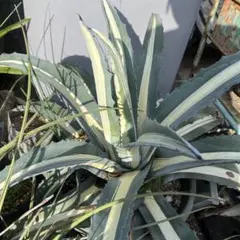 2025年最新】アガベ華厳の人気アイテム - メルカリ