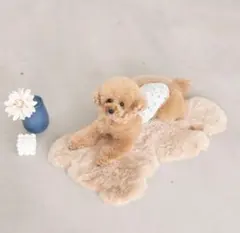 Item thumbnail for item 6eb4b681-9cfd-423e-8e73-d38cc1be1cc2