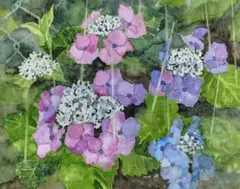紫陽花パステル画８号 紫陽花パステル画8号 - メルカリ